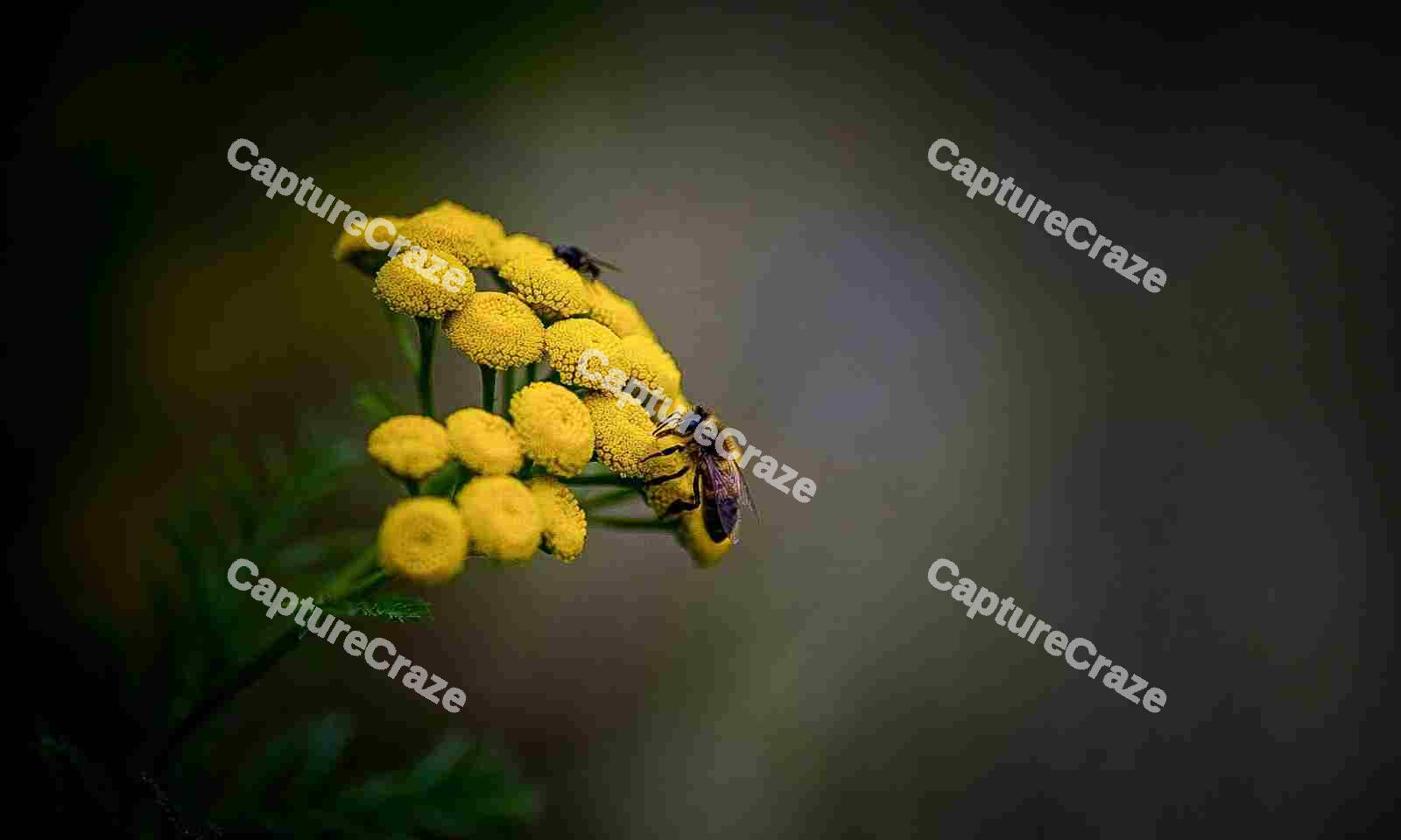 Honey Bee